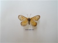 藏品(苧麻珍蝶)的圖片